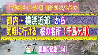 都内・横浜近郊から気軽に行ける桜の名所　【 千鳥ヶ淵の桜　最新（2022年3月26日）】