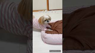 ななちゃんの激しめの1人遊び😂 #シーズー #犬 #dog #shihtzu