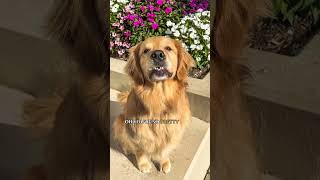 Dog smiles for the camera #dog #goldenretriever