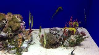 サンシャイン水族館　タツノオトシゴ