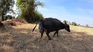 คลิปหาดูยากควายออกลูก ลุ้นนาทีต่อนาที ต้อนรับสมาชิกใหม่ของ วิถีอีสาน!!!