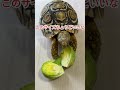 芽キャベツを食べる shorts リクガメ animals 亀 爬虫類 reptiles