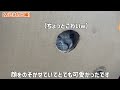 【マンチカンの子猫お迎え編①】