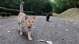 公園に行ったら野良猫がモフられに歩いてきた