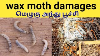 wax moth attacking very dangerous/மெழுகு அந்து பூச்சி#honeybees#thenipetti#thenivalarpu#தேனிவளர்ப்பு