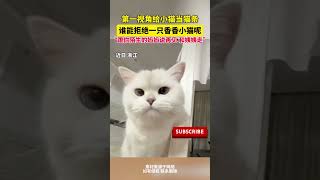 带你第一视角看小猫吃猫条，萌萌的好可爱，网友：乖，宝贝，要不要跟姨姨走呢？#萌宠 #猫咪 #pets