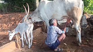 Hallikar cow milking