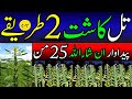 Sesame Farming Method Cultivation | Till Farming In Pakistan 2024 | تل کاشت کرنے کا طریقہ