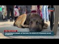 look procession draws attention to issue of stranded dogs in mexico anc