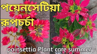 How To Take Care Poinsettia Plant,পয়েনসেটিয়া গাছের যত্ন,পয়েনসেটিয়া ফুল