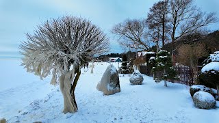 Žiemos pasaka.  Winter Fairy Tale.  Neringa Lithuania 2024