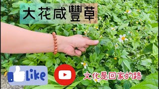 第一篇 傳統文化介紹 大花咸豐草 鬼針草