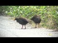 ヤンバルクイナ（1）日本固有種・留鳥（沖縄県国頭村） okinawa rail wild bird 野鳥 動画図鑑