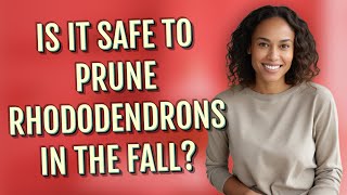 Is it safe to prune rhododendrons in the fall?