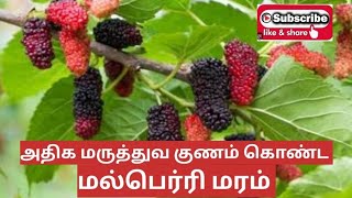 மல்பெர்ரி மரம்                                MULBERRY PLANT