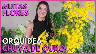 TENHA MUITAS  FLORAÇÕES NA ORQUÍDEA CHUVA DE OURO COM ESTAS DICAS!☝️🌸