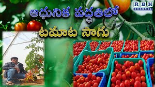 Tomato cultivation in a modern way / ఆధునిక పద్ధతిలో టమాట సాగు