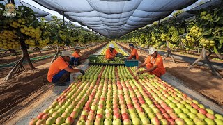 How Colombia's Farmer to MILLIONS tonts of Custard Apple Harvested 🍏 | Agriculture Technology