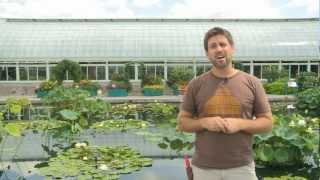 Nymphea Contained: Grow Monet's Water Lilies at Home