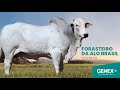 FORASTEIRO DA ALO BRASIL - TOURO NELORE PO HD