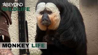 S7E02 | Jethro’s Confronted By Thieving Squirrel Monkeys | Monkey Life | Beyond Wildlife