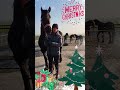 queen👑uniek u0026 yvonne friesian horses followtheherd vlogmas