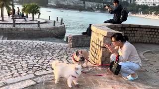 Sunset  Beach and Buddha @Repulse Bay  Beach December 1,2024 (15:31)