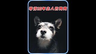 狗狗被主人遗弃，它在主人分别的地方等待了10年，忠诚的狗狗 #关爱动物  #宠物  #忠犬狗狗