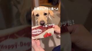 台風だしアイス食べよ！……が、しかし…★#shorts #ラブラドールレトリバー #labrador retriever #dog #可愛い #癒し #ハーゲンダッツ #アイス #台風 #ぼんちゃん