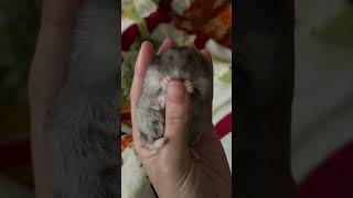 Hamster sneezes / ハムスターのくしゃみ / 倉鼠打噴嚏 / 仓鼠打喷嚏