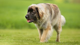 DON'T GET A LEONBERGER IF YOU HAVE CHILDS !! REALLY ?