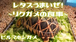 レタスうまいぜ！　〜リクガメの食事〜　ビルマホシガメ