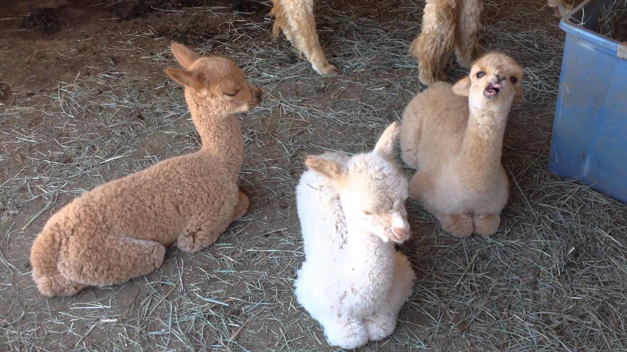 Baby Alpaca Yawning - YouTube