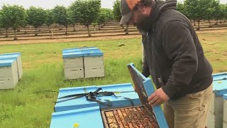 'Don't overreact': Bee expert says 'murder hornets' not in Oregon