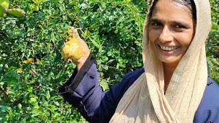 മാതളം ഒരു വർഷം കൊണ്ട് കായ്ക്കാൻ ചെയ്തത് Pomegranate Farming Anar fruit