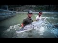 Giant White Sturgeon on the Fraser River - River Monster Adventures