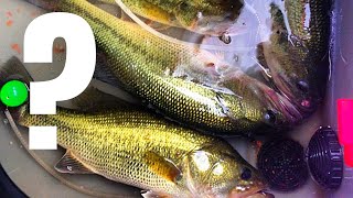 5 Yr Research SHOWS Exactly Where TOURNAMENT BASS Go After Being Released (I Shouldn't Share This)