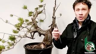 Preparazione di un pino nero futuro bonsai