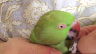 爪を切った後に、まったり。ワカケホンセイインコのゴンちゃん。