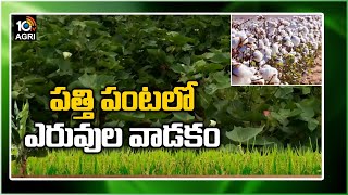 పత్తి పంటలో ఎరువుల వాడకం | Expert Suggestions For Cotton Crop Cultivation | 10TV Agri