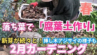 【2月ガーデニング】落ち葉で腐葉土作り / 春庭の紹介 / 新芽続々なので株周りをお手入れ