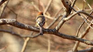 馬見丘陵公園ぶらぶら　2017 12 19