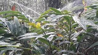 Sprinkler irrigation in cardamom plantation