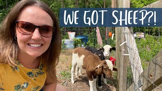 KEEPING SHEEP | RAISING LAMBS | RAISING SHEEP | SHEEP ON THE HOMESTEAD | KATAHDIN SHEEP