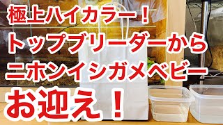 極美イシガメベビーをブリーダーさんからお迎え！