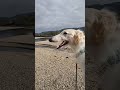 川で遊んでチョット休憩のハク君です🐶🎵　this is haku playing in the river and taking a short break🐶🎵