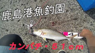 鹿島港魚釣園、ヒラマサを釣る迄通います！Vo3. 2022.8.15。#カンパチ、#アジの泳がせ釣り