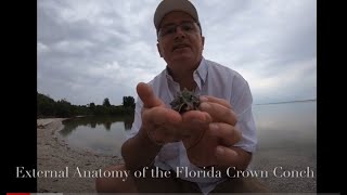 External Anatomy of the Florida Crown Conch