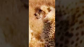 Cheetah | Cheetah Videos for kids | Leopard Videos #oddlysatisfyingvideo #shorts #cheetah