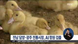 [15/09/21 정오뉴스] 전남 담양·광주 전통시장 2곳에서 'AI 항원' 검출